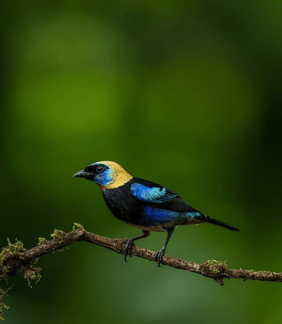 Golden-headed Tanager by Sudhir Shivaram - La Paz Group