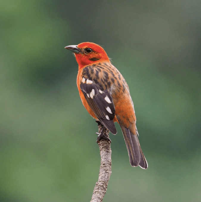 Flame-colored Tanager by Daniel Aldana - La Paz Group