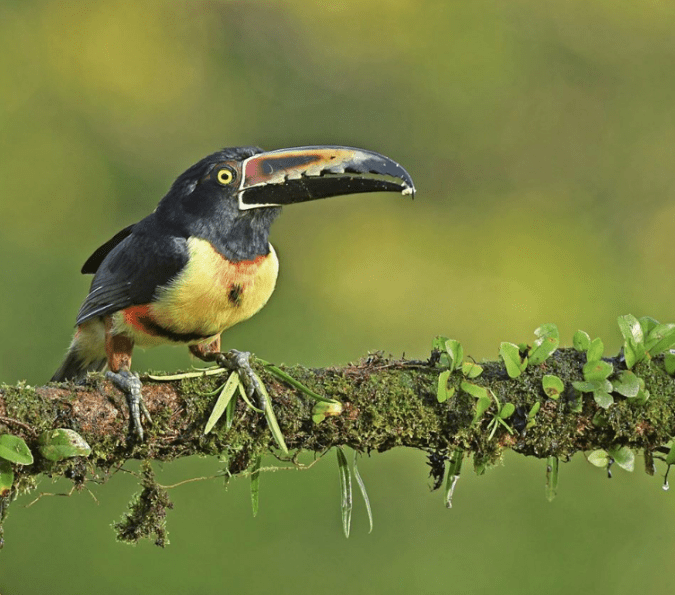 Collared Aracari by Puneet Dhar - La Paz Group