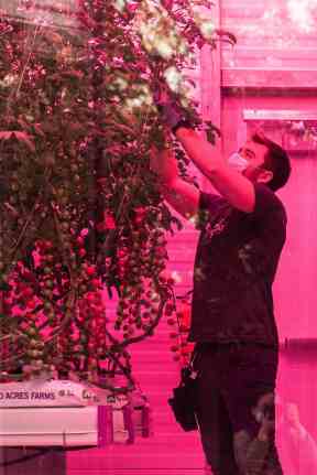 17tomatoes8-superJumbo-v2