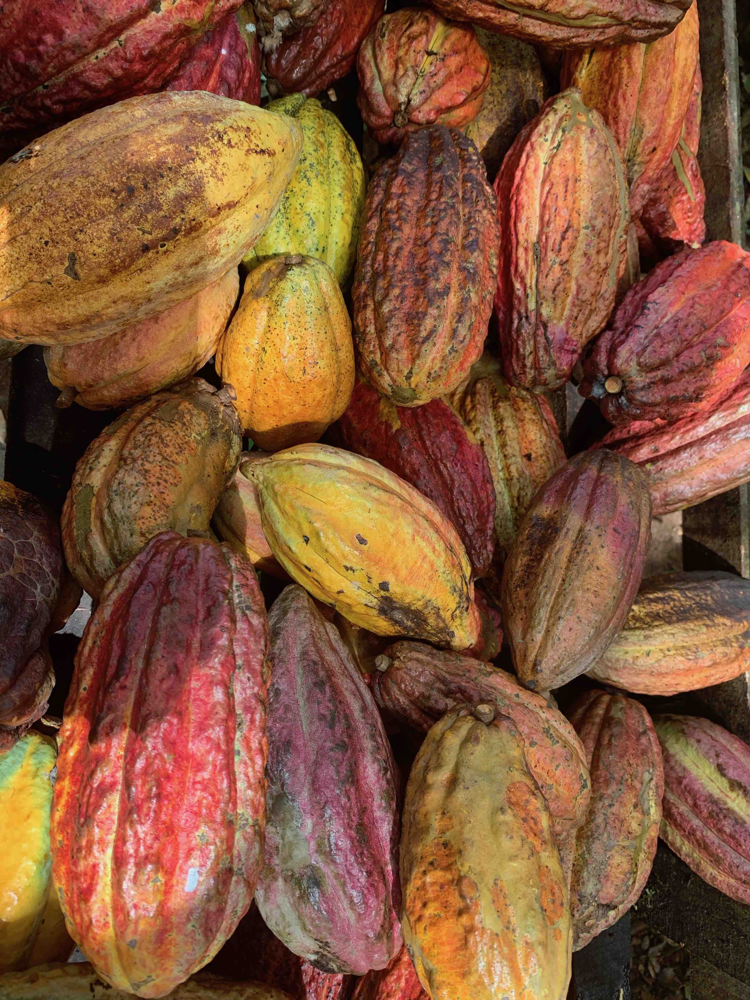 Cacao