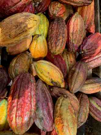 Cacao