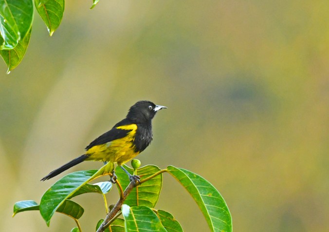 Black-cowled Oriole by Puneet Dhar - La Paz Group