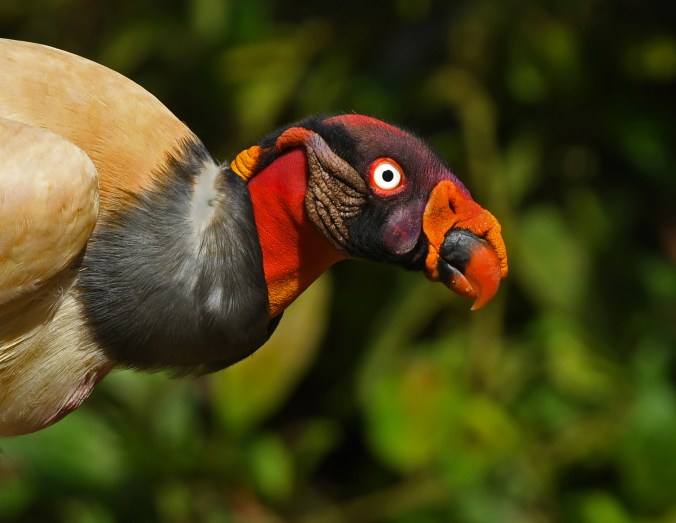 King Vuture by Puneet Dhar - La Paz Group