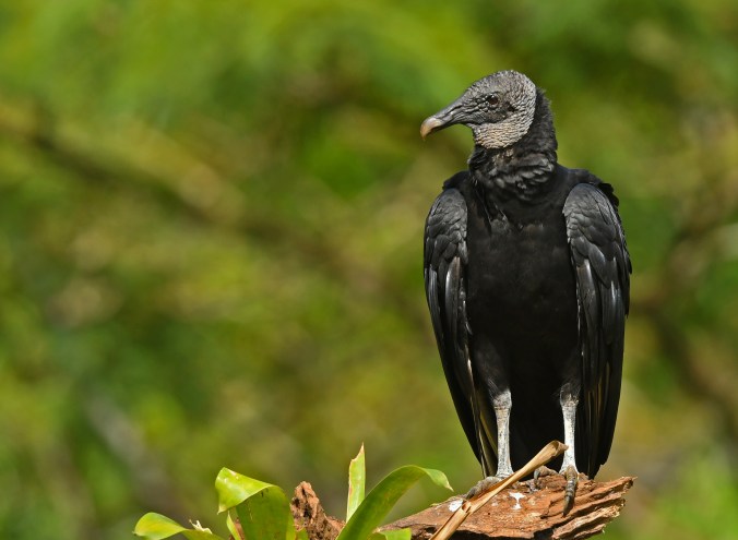 Black Vulture by Puneet Dhar - La Paz Group