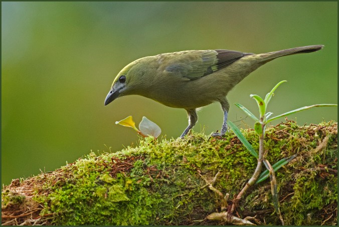 Palm Tanager by Puneet Dhar - La Paz Group