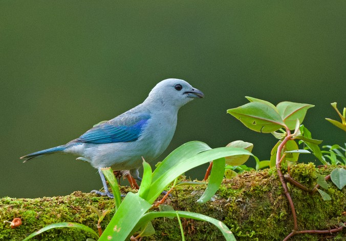 Blue-grey Tanager by Puneet Dhar - La Paz Group
