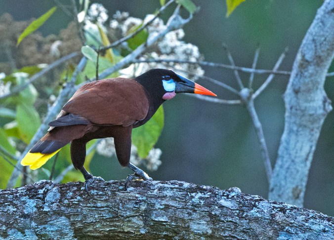 Montezuma Oropendola by Puneet Dhar - La Paz Group