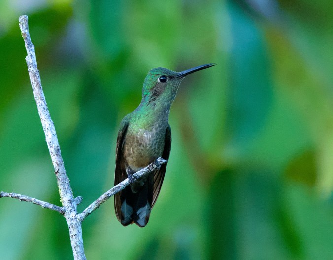 Scaly-breasted Hummingbird by Puneet Dhar - La Paz Group