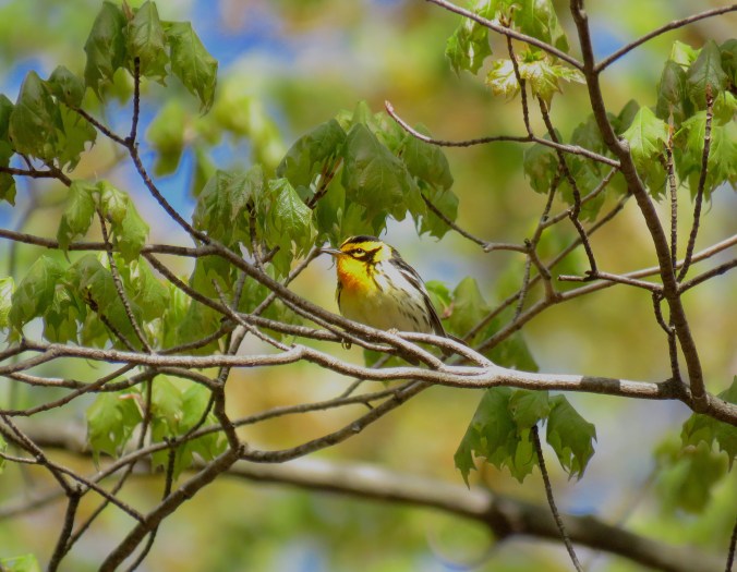 Blackburnian Warbler by Seth Inman - La Paz Group