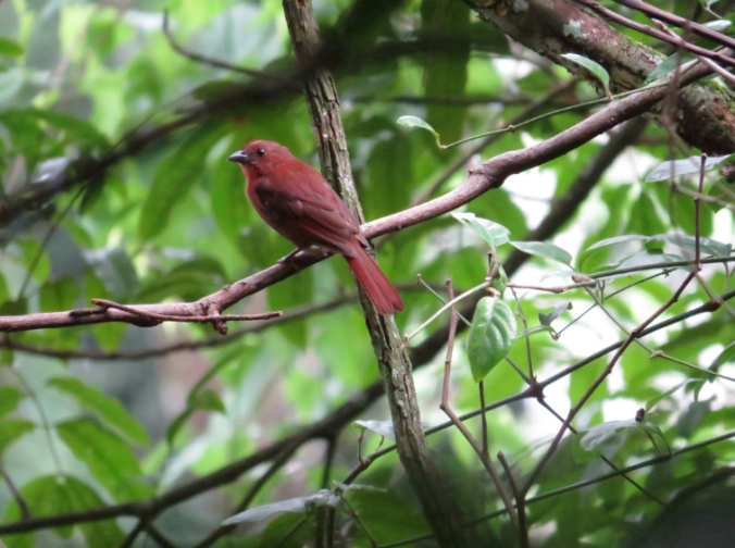 Red-crowned Ant-Tanager by Seth Inman - La Paz Group