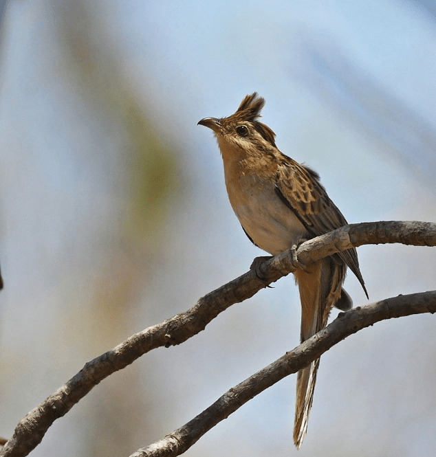Striped Cuckoo by Puneet Dhar - La Paz Group