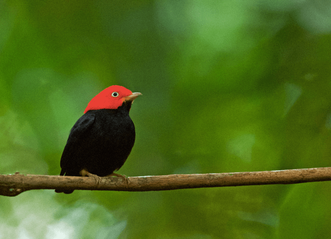 Red-capped Manakin by Puneet Dhar - La Paz Group