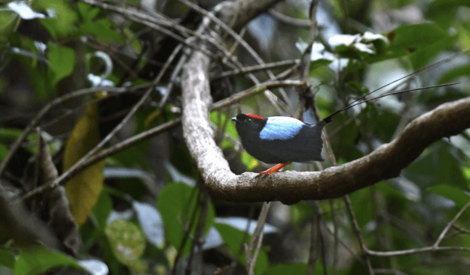 Long-tailed Manakin by Puneet Dhar - La Paz Group