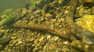 lamprey2_wide-35396af290da823652ad903769c1b404a48123b0-s1300-c85