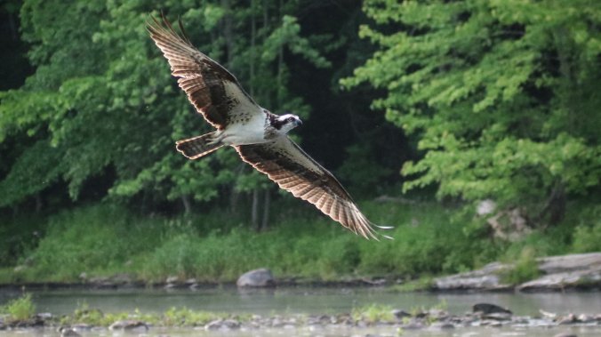 osprey11_wide-f3647cbcd0535446dda9272b7d69c1c7f60f4168-s1300-c85