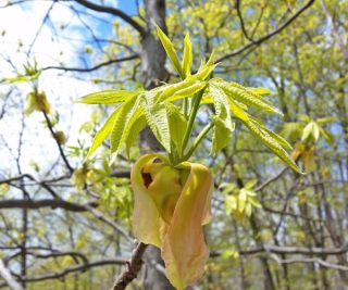 Popkin_hickory-leaf-recently-emerged_web_web2