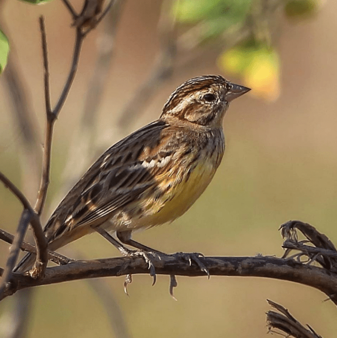 Yellow-Breasted Bunting by Gururaj Moorching