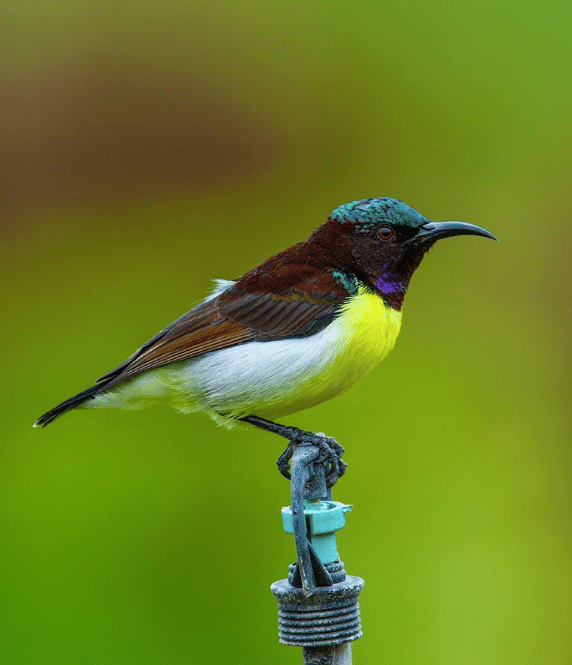Purple-rumped Sunbird by Sudhir Shivaram - Organikos
