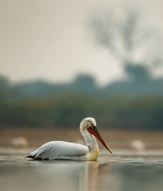 Dalmatian Pelican by Sudhir Shivaram - La Paz Group