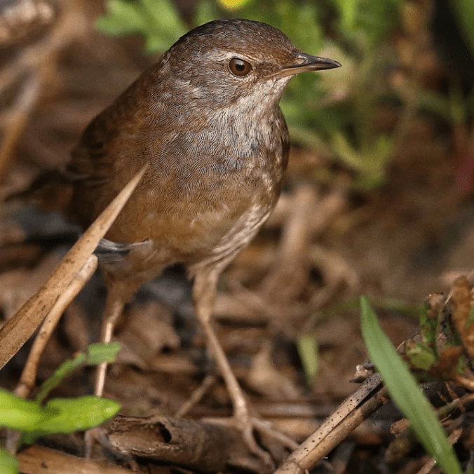 Baikal Bush Warbler by Gururaj Moorching - La Paz Group