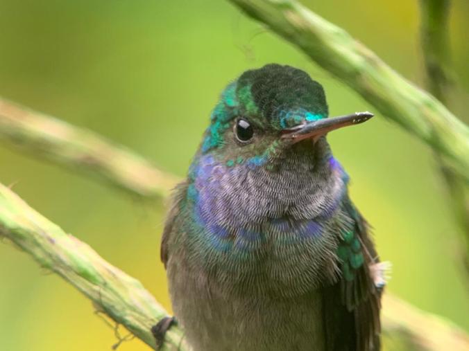 Charming Hummingbird by Hugo Santa Cruz - La Paz Group