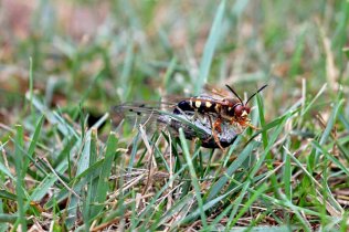 merlin_174684141_0d30f639-1805-4649-9d1b-630a1618d563-jumbo