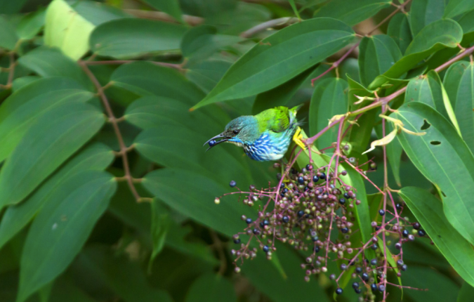 Shinning Honeycreeper by Hugo Santa Cruz - La Paz Group