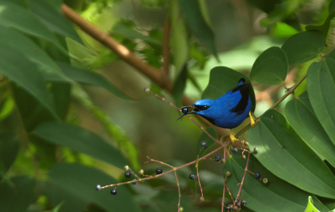 Shinning Honeycreeper by Hugo Santa Cruz - La Paz Group