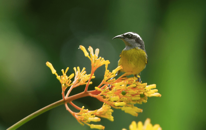 Bananaquit by Hugo Santa Cruz - La Paz Group