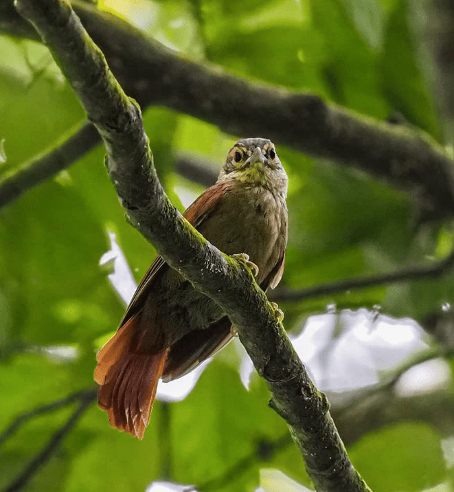 Scaly-throated Foliage-gleaner by Daniel Aldana - La Paz Group