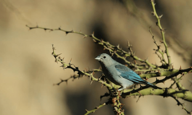 Sayaca Tanager by Hugo Santa Cruz - La Paz Group