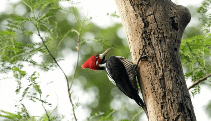 Crimson-crested Woodpecker by Hugo Santa Cruz - La Paz Group