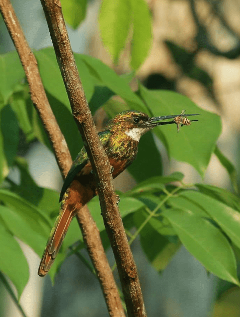 Rufous-tailed Jacamar by Hugo Santa Cruz - La Paz Group