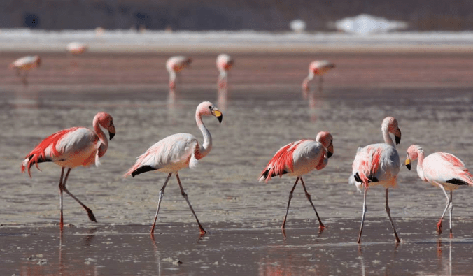 James's Flamingo by Hugo Santa Cruz - La Paz Group