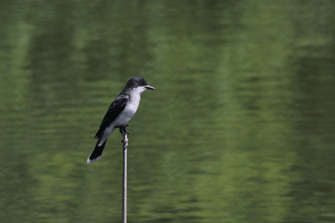 Eastern Kingbird by Stephen Crafts - La Paz Group