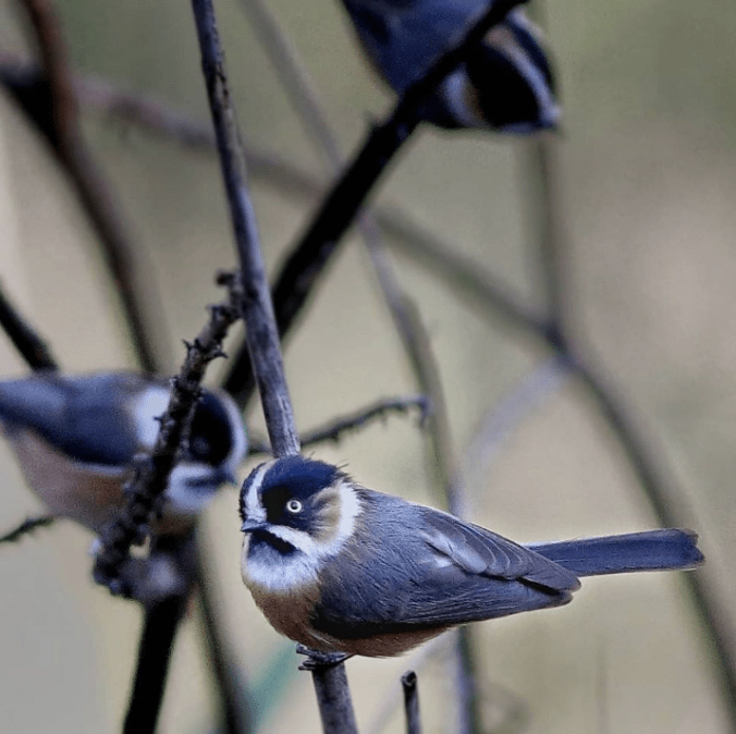 Black-Browed Bush Tit by Gururaj Moorching - La Paz Group