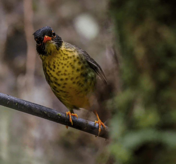 Spotted Nightingale-Thrush by Daniel Aldana - La Paz Group