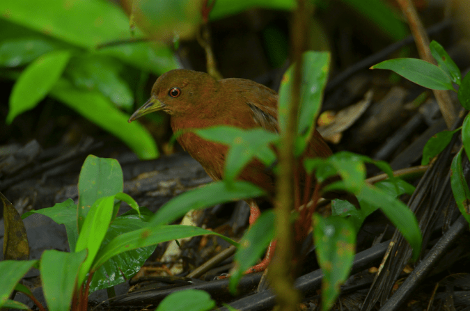 Uniform Crake by Beto Guido - La Paz Group
