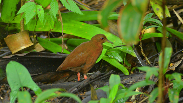 Uniform Crake by Beto Guido - La Paz Group