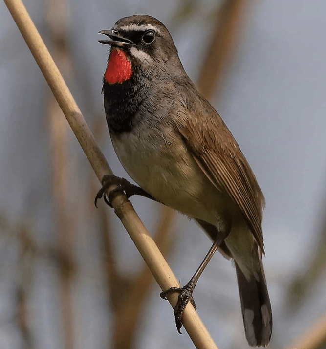 Chinese Rubythroat by Gururaj Moorching - La Paz Group