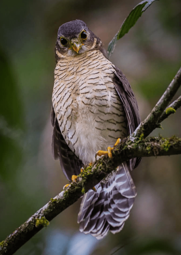 Barred Forest Falcon by Daniel Aldana - La Paz Group