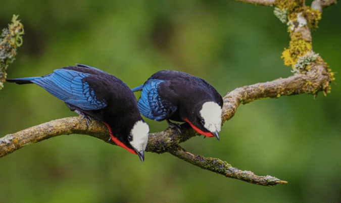 White-capped Tanager by Daniel Aldana - La Paz Group