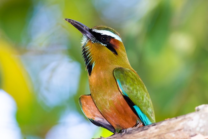Turquoise-browed Motmot by Leander Khil - La Paz Group