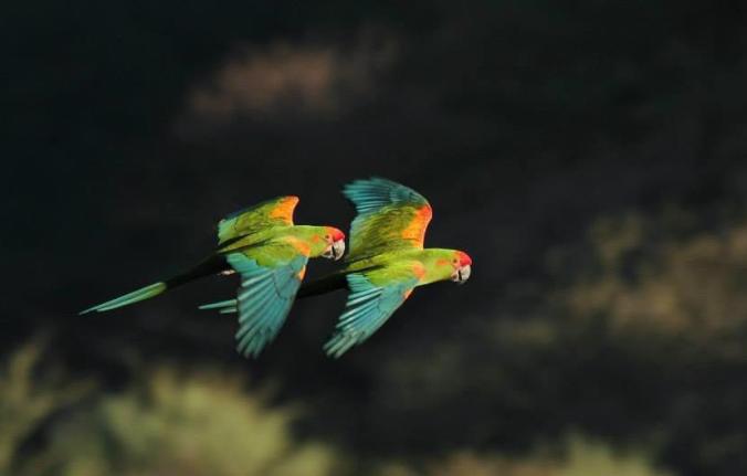 Red-fronted Macaw by Hugo Santa Cruz - La Paz Group