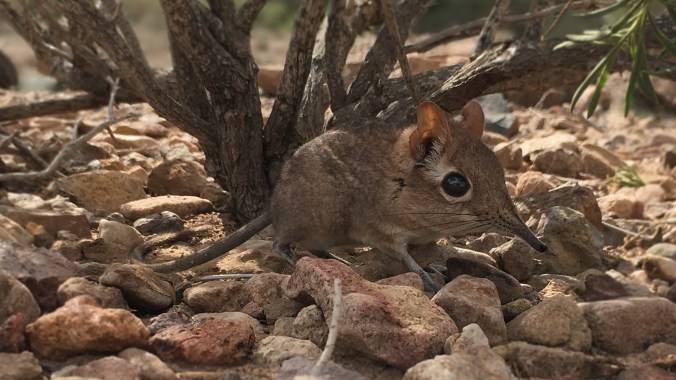 1_somali.sengi.at.assamo.djibouti_300dpi_wide-697a8ec352929562a9054b0f6945bce92e66bdbf-s1400-c85