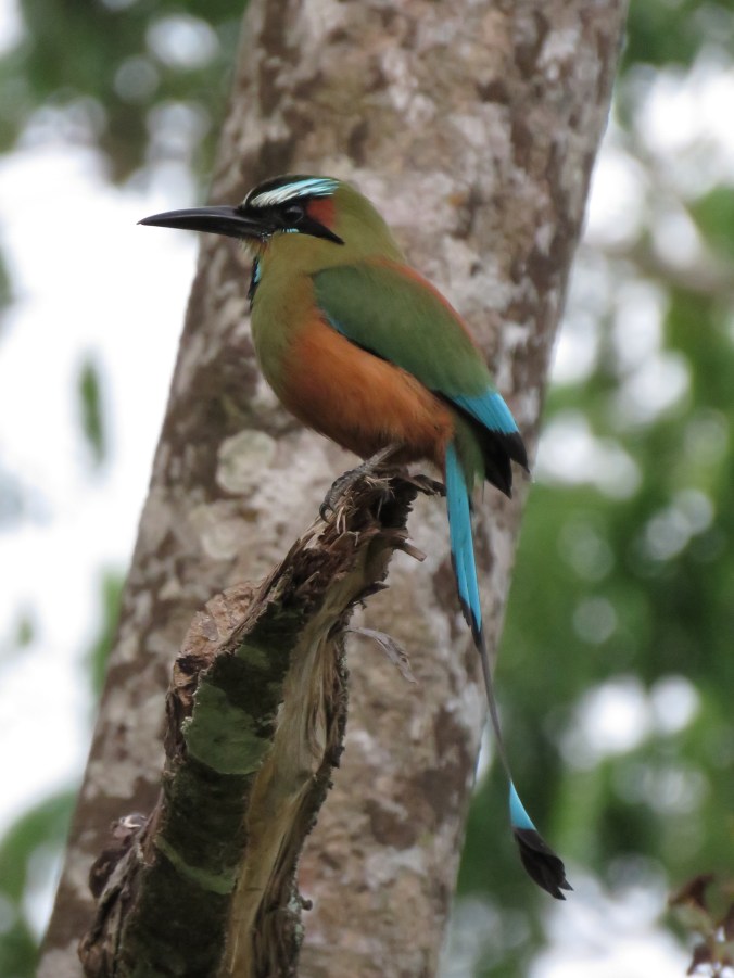 Turquoised-browed Motmot by Seth Inman - Organikos