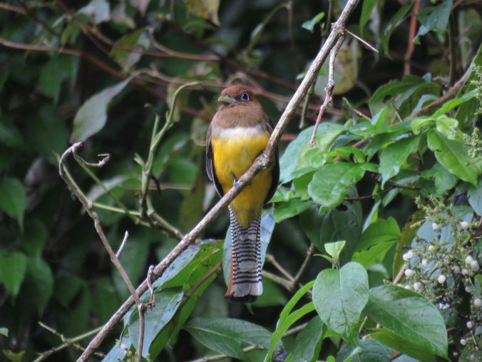 Gartered Trogon by Seth Inman - Organikos