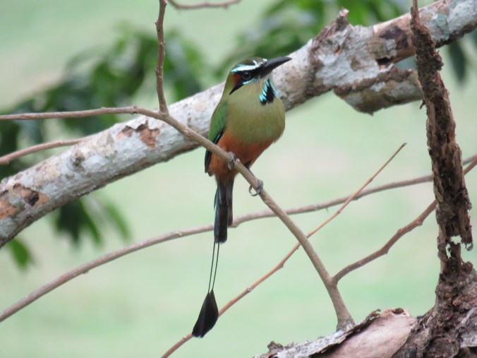 Turquoise-browed Motmot by Seth Inman - Organikos