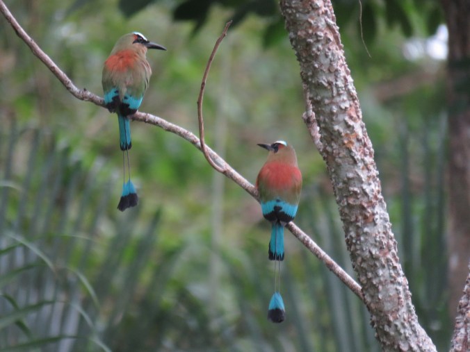 Turquoised-browed Motmot by Seth Inman - Organikos